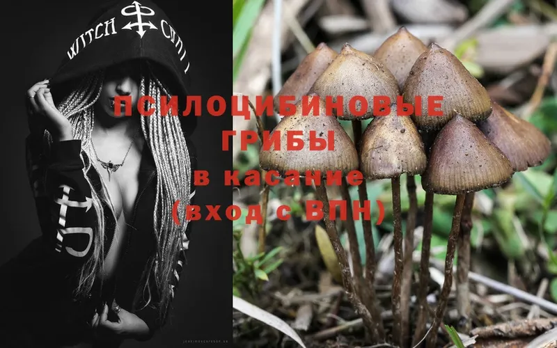 Галлюциногенные грибы Psilocybe  Донецк 